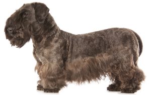 Cesky Terrier dog names