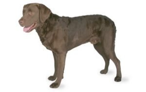 Chesapeake Bay Retriever dog names