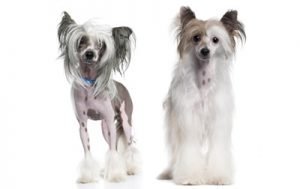 Chinese Crested dog names