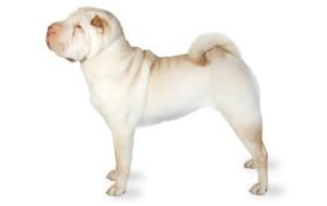 Chinese Shar-Pei dog names