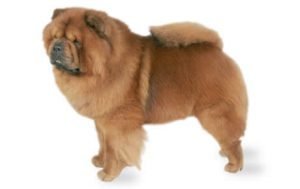 Chow Chow dog names