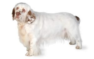 Clumber Spaniel dog names