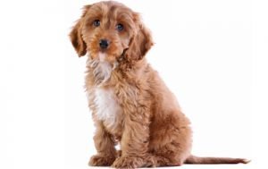 Cockapoo dog names