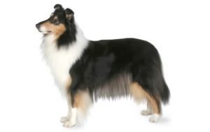 Collie dog names