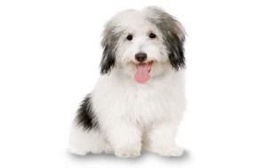 Coton de Tulear dog names