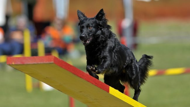 Croatian Sheepdog dog names