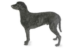 Curly-Coated Retriever dog names