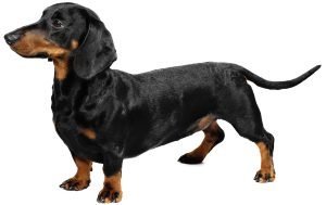 Dachshund dog names