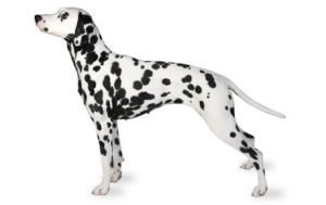 Dalmatian dog names