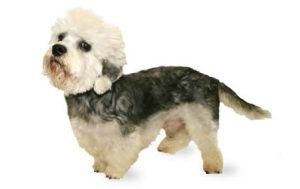 Dandie Dinmont Terrier dog names