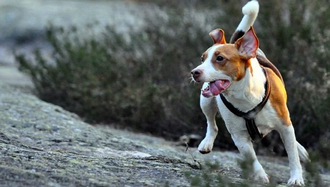 Danish-Swedish Farmdog dog names