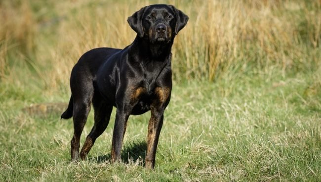 Doberdor dog names