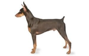 Doberman Pinscher dog names