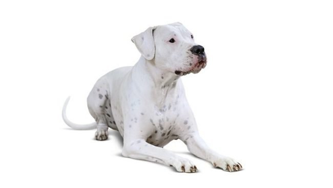 Dogo Argentino dog names