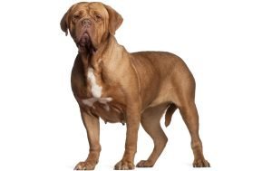 Dogue de Bordeaux dog names