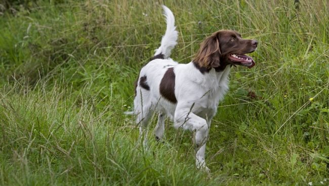 Drentsche Patrijshond dog names