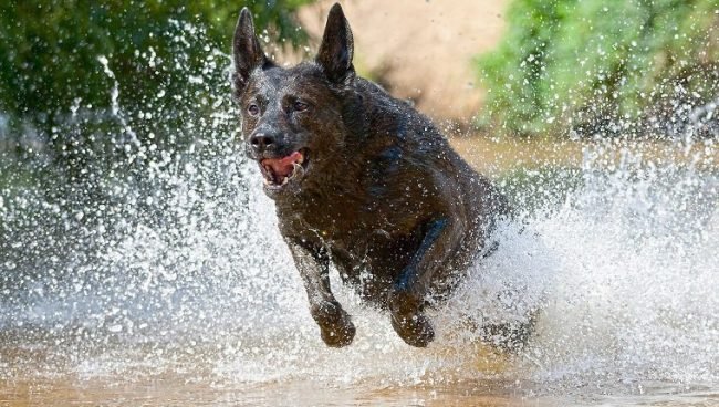 Dutch Shepherd dog names