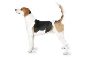 English Foxhound dog names