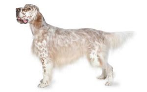 English Setter dog names