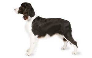 English Springer Spaniel dog names