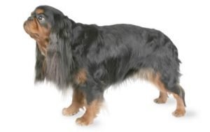 English Toy Spaniel dog names