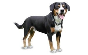 Entlebucher Mountain Dog dog names