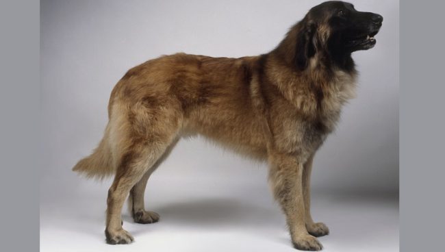 Estrela Mountain Dog dog names