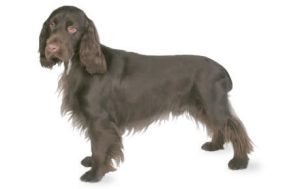 Field Spaniel dog names