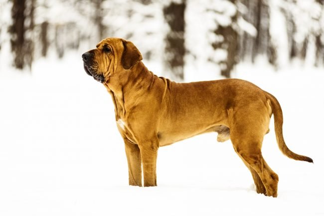 Fila Brasileiro dog names