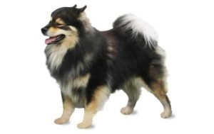 Finnish Lapphund dog names