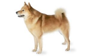 Finnish Spitz dog names