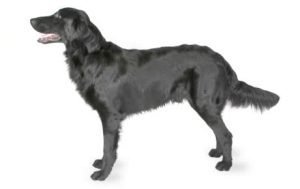 Flat-Coated Retriever dog names