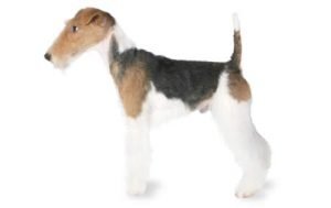 Fox Terrier dog names