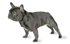 French Bulldog dog names