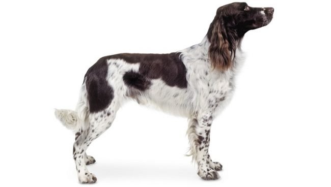 French Spaniel dog names