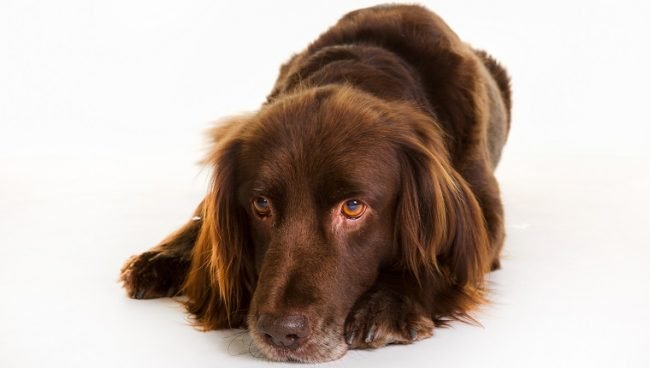 German Longhaired Pointer dog names