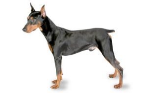 German Pinscher dog names