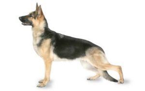 German Shepherd Dog dog names