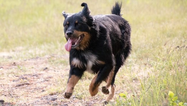 German Shepherd Rottweiler Mix dog names