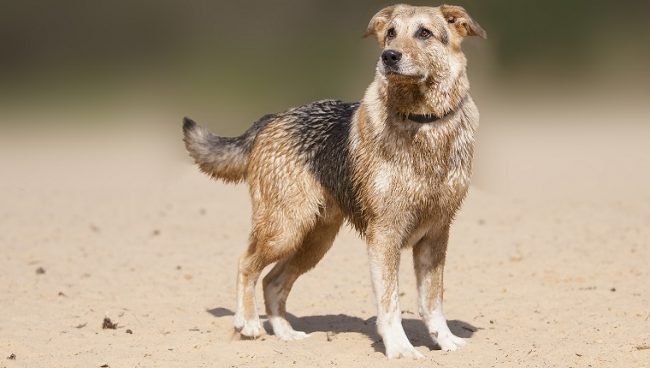 German Sheprador dog names