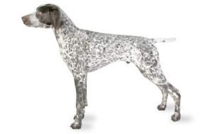 German Shorthaired Pointer dog names