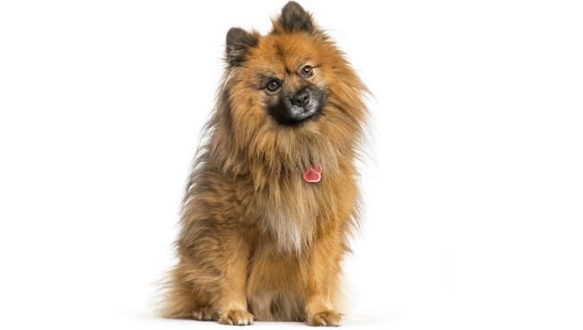 German Spitz dog names