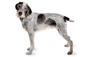 German Wirehaired Pointer dog names