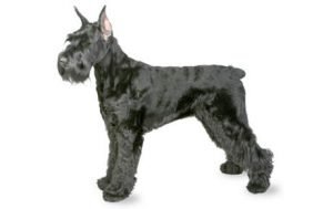 Giant Schnauzer dog names