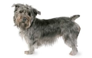 Glen of Imaal Terrier dog names