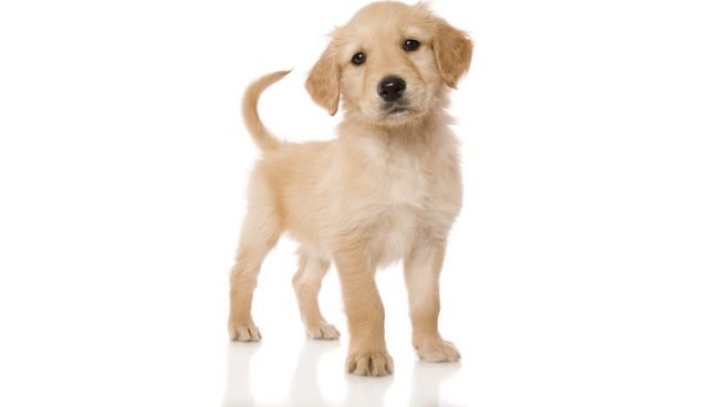 Golden Cocker Retriever dog names