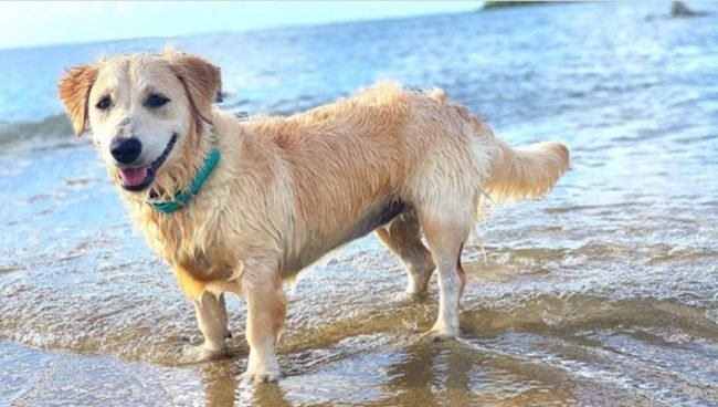 Golden Retriever Corgi dog names