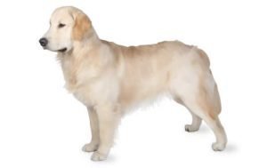 Golden Retriever dog names