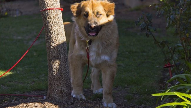 Golden Shepherd dog names