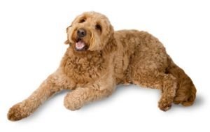 Goldendoodle dog names